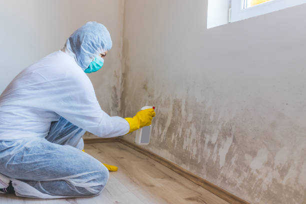 Licensed Mold Cleanup service in Dunkirk, NY - WQB Mold Removal