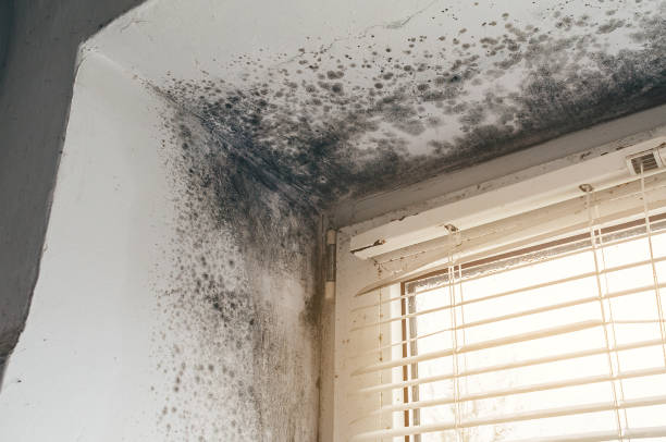 Affordable Mold Cleanup solutions in Dunkirk, NY